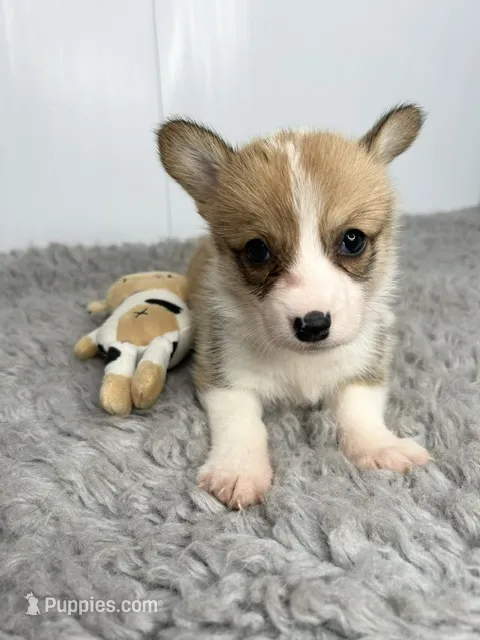 Marsha – Pembroke Welsh Corgi puppy for sale in Orange City, IA