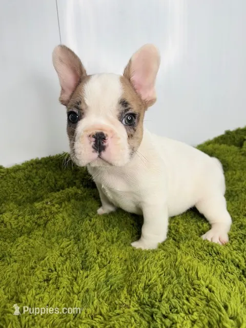 Cosmo – French Bulldog puppy for sale in Orange City, IA