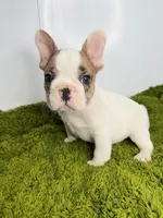Cosmo, a male French Bulldog for sale in Orange City, IA – 1 of 5