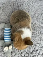 Bobby, a female Pembroke Welsh Corgi for sale in Orange City, IA – 3 of 5