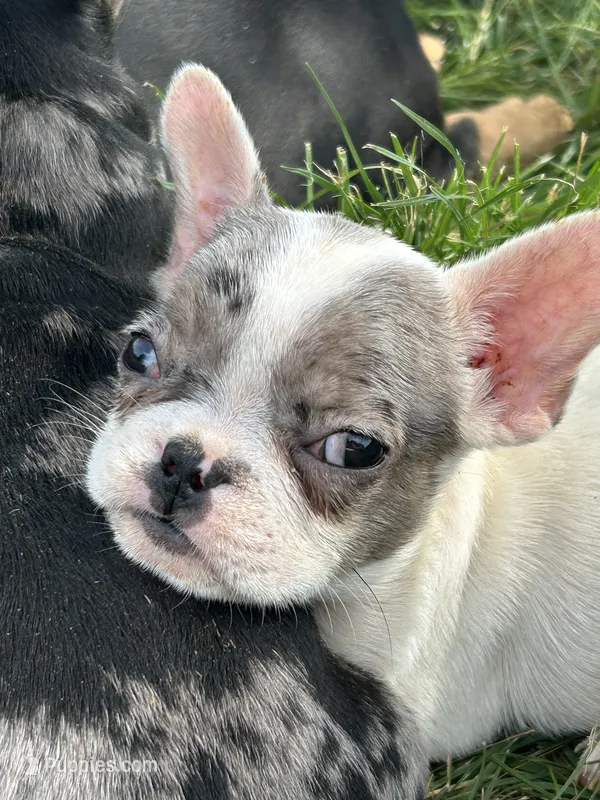 Loki – French Bulldog puppy for sale in Orange City, IA