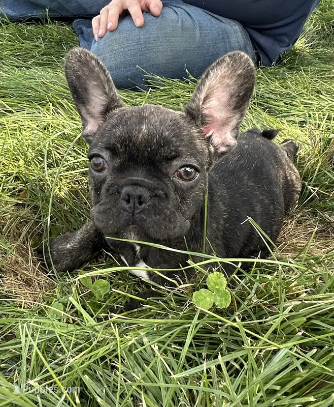 SALE! Juliet – French Bulldog puppy for sale in Orange City, IA