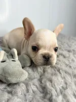 Alvin, a male French Bulldog for sale in Orange City, IA – Photo 5 of 5