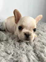 Alvin, a male French Bulldog for sale in Orange City, IA – Photo 3 of 5