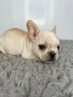 Alvin, a male French Bulldog for sale in Orange City, IA – Photo 2 of 5