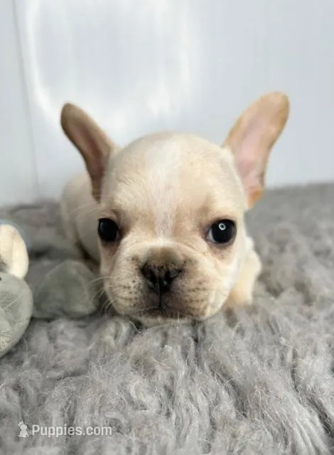 Alvin – French Bulldog puppy for sale in Orange City, IA