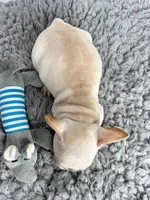 Alvin, a male French Bulldog for sale in Orange City, IA – Photo 4 of 5