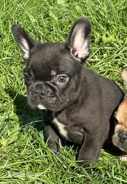 Winnie – French Bulldog puppy for sale in Orange City, IA
