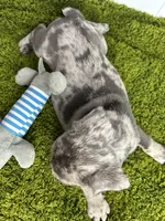 Clay, a male French Bulldog for sale in Orange City, IA – 3 of 5