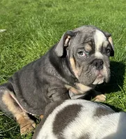 SALE! Sonny, a male English Bulldog for sale in Orange City, IA – 1 of 7