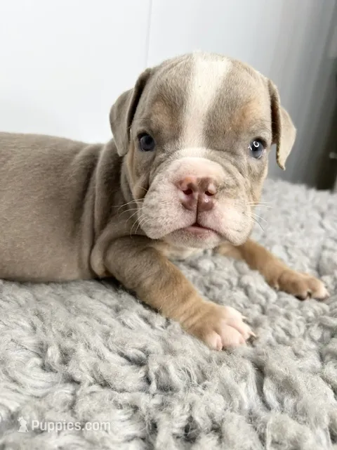 Loki – English Bulldog puppy for sale in Orange City, IA