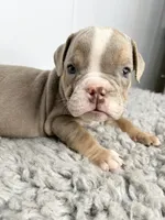 Loki, a male English Bulldog for sale in Orange City, IA – 1 of 5