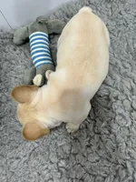 Jack, a male French Bulldog for sale in Orange City, IA – 3 of 3