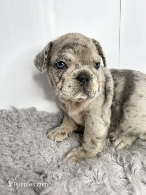 SALE! Lucy – French Bulldog puppy for sale in Orange City, IA