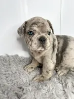SALE! Lucy, a female French Bulldog for sale in Orange City, IA – 1 of 5