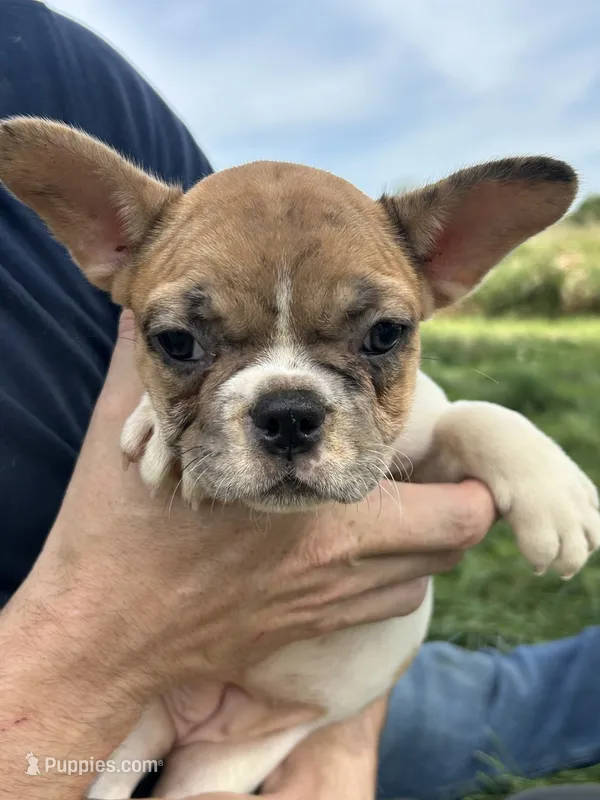 SALE! Lilo – French Bulldog puppy for sale in Orange City, IA