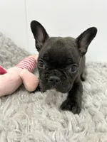 Winnie, a female French Bulldog for sale in Orange City, IA – 4 of 4