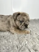 Leo, a male French Bulldog for sale in Orange City, IA – 4 of 5