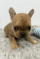 Willie, a male French Bulldog for sale in Orange City, IA – 1 of 5
