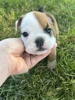 Ellie, a female English Bulldog for sale in Orange City, IA – 3 of 3