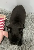 Winnie, a female French Bulldog for sale in Orange City, IA – 3 of 4