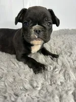 Johnny, a male French Bulldog for sale in Orange City, IA – 2 of 4