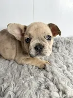 Lily, a female French Bulldog for sale in Orange City, IA – 5 of 5