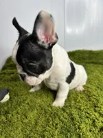 Mel, a female French Bulldog for sale in Orange City, IA – 3 of 5