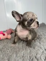 Linnie, a female French Bulldog for sale in Orange City, IA – 4 of 5