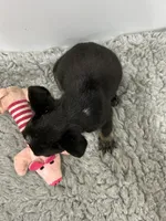 Minnie, a female French Bulldog for sale in Orange City, IA – 3 of 3