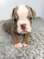 Laney, a female English Bulldog for sale in Orange City, IA – 2 of 5