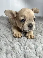 Lily, a female French Bulldog for sale in Orange City, IA – 2 of 5