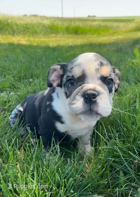 Fiona – English Bulldog puppy for sale in Orange City, IA