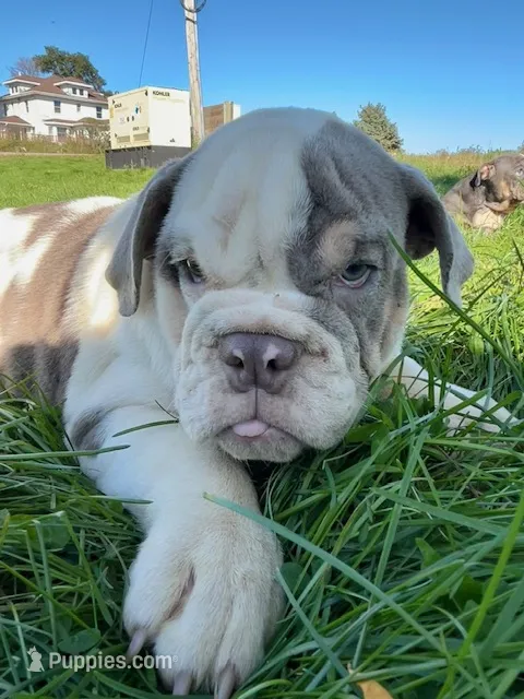 Callie – English Bulldog puppy for sale in Orange City, IA