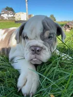 Callie, a female English Bulldog for sale in Orange City, IA – 1 of 4