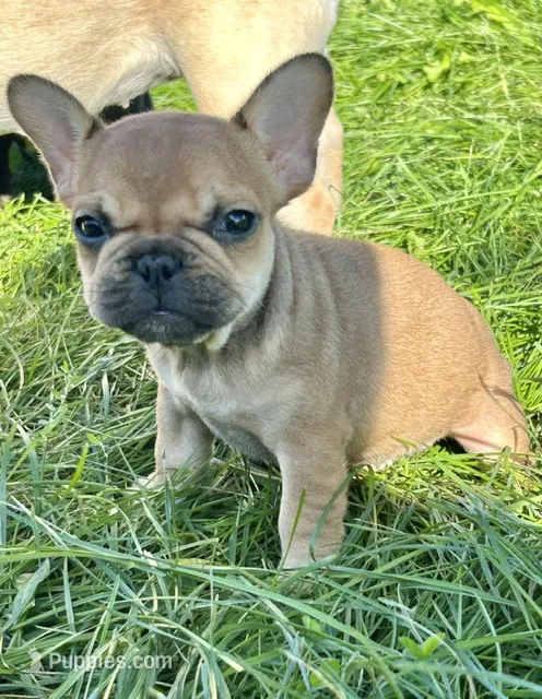 Lola – French Bulldog puppy for sale in Orange City, IA