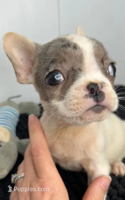 Loki – French Bulldog puppy for sale in Orange City, IA