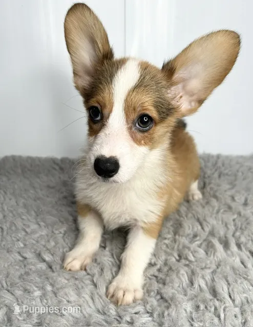 Rocco – Pembroke Welsh Corgi puppy for sale in Orange City, IA