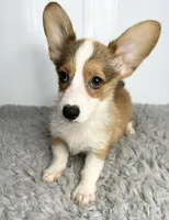 Rocco, a male Pembroke Welsh Corgi for sale in Orange City, IA – 1 of 4
