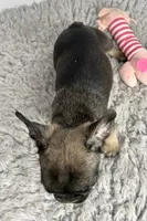 Nebula, a female French Bulldog for sale in Orange City, IA – 2 of 4