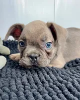 Pedro, a male French Bulldog for sale in Orange City, IA – 4 of 4