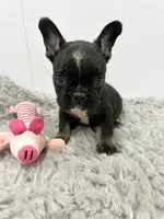 Minnie, a female French Bulldog for sale in Orange City, IA – 2 of 3