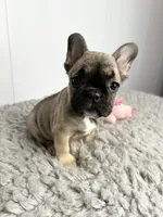 Gamora, a female French Bulldog for sale in Orange City, IA – 5 of 5