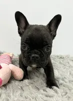 Winnie, a female French Bulldog for sale in Orange City, IA – 2 of 4