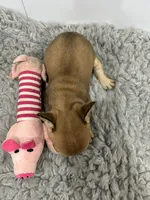 Lola, a female French Bulldog for sale in Orange City, IA – 2 of 3