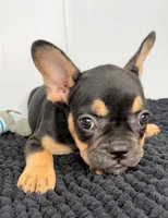 SALE! Thor, a male French Bulldog for sale in Orange City, IA – 2 of 5