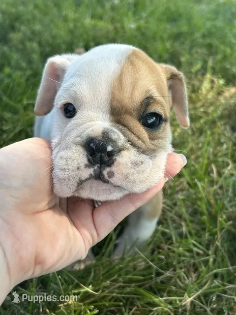 Benny – English Bulldog puppy for sale in Orange City, IA