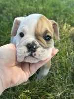 Benny, a male English Bulldog for sale in Orange City, IA – 1 of 4