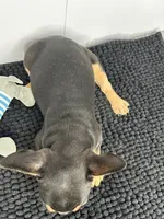 SALE! Thor, a male French Bulldog for sale in Orange City, IA – 3 of 5