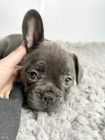 Jenna, a female French Bulldog for sale in Orange City, IA – 3 of 4